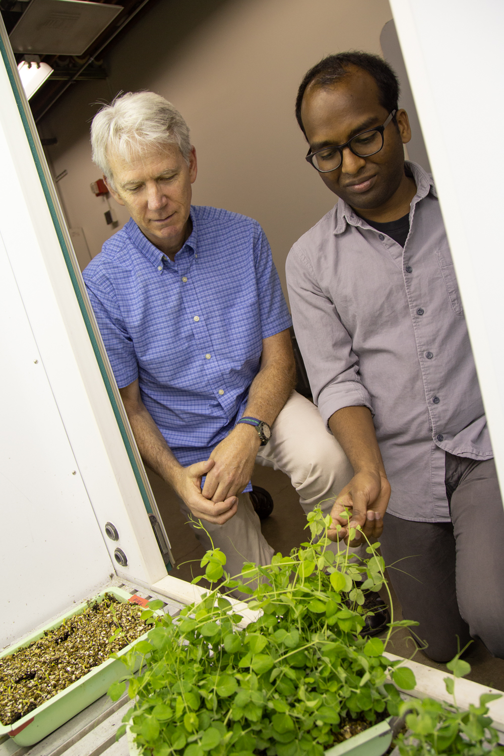 Steven Theg and Iniyan Ganesan look at their study subject, the garden pea.
