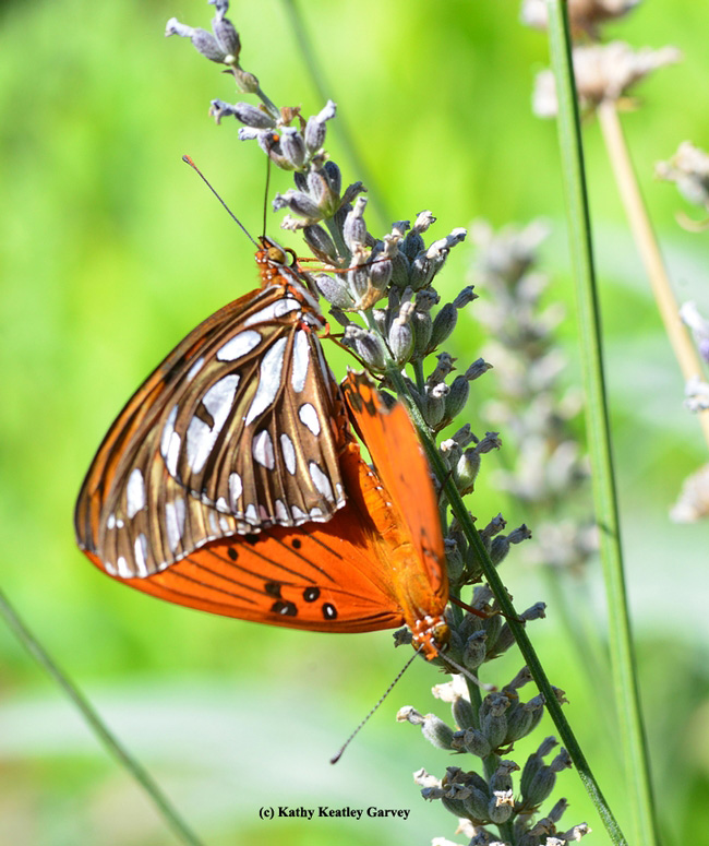 Mating Gulf Fritillary butterflies. Kathy Keatley Garvey