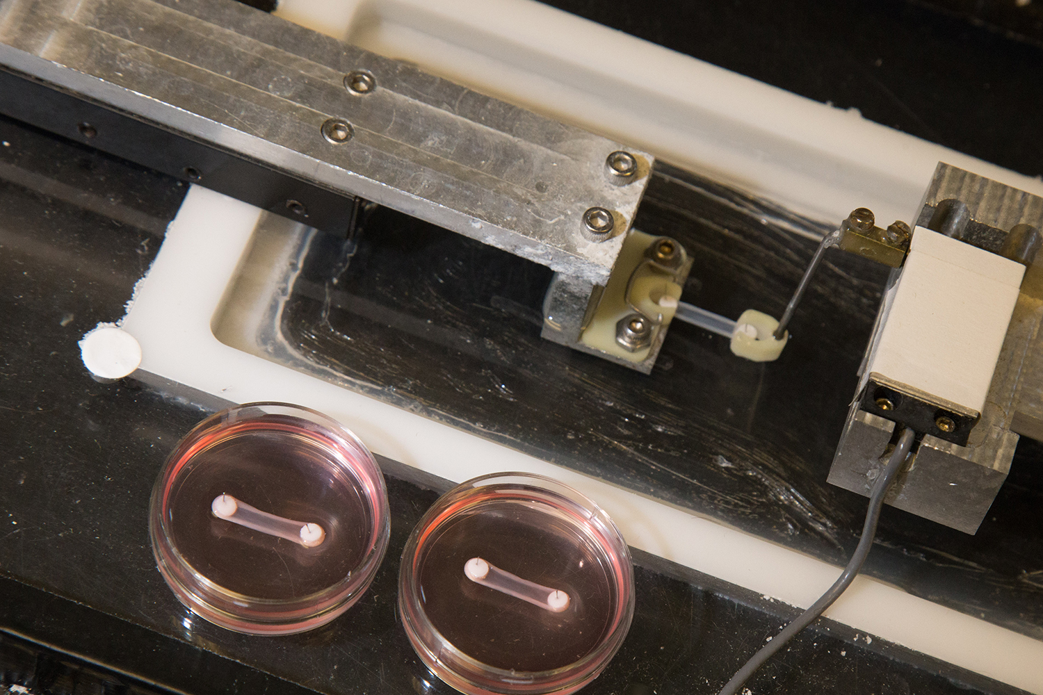 The engineered ligaments, in pink Petri dishes, are attached to anchors and stretched on a small rack-like device which tests and precisely measures their tensile strength. David Slipher/UC Davis