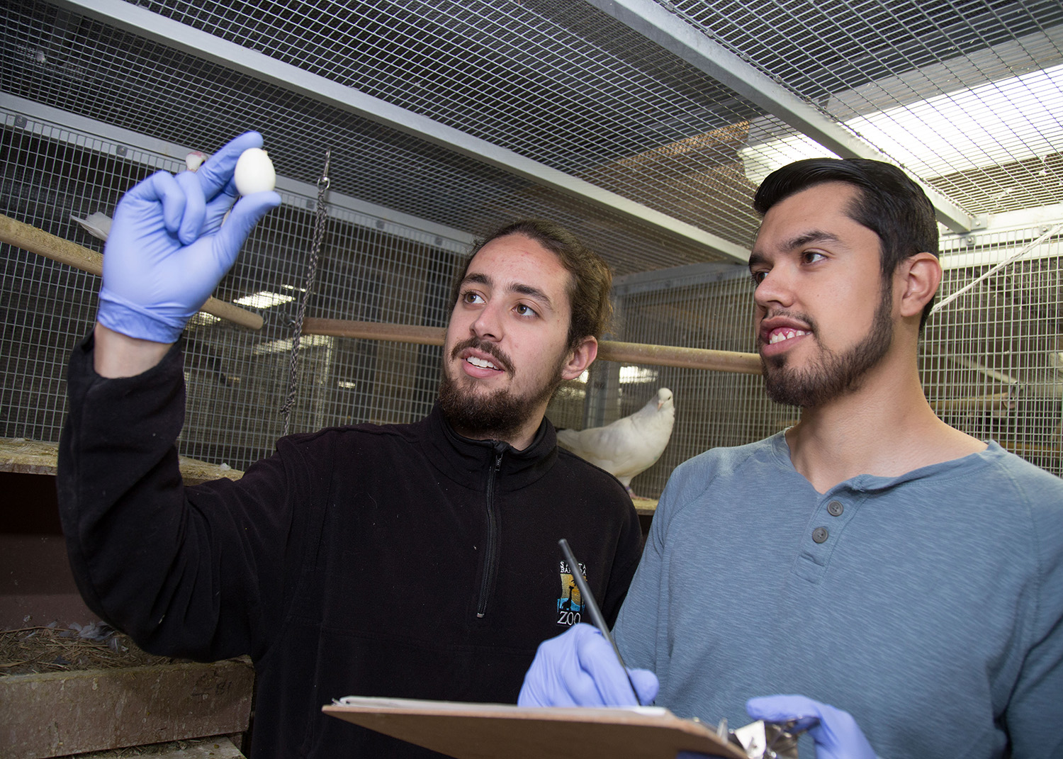 After examining a new mother in the colony, students Feustel and Nava Ultreras note the fertility status of a pigeon. David Slipher/UC Davis
