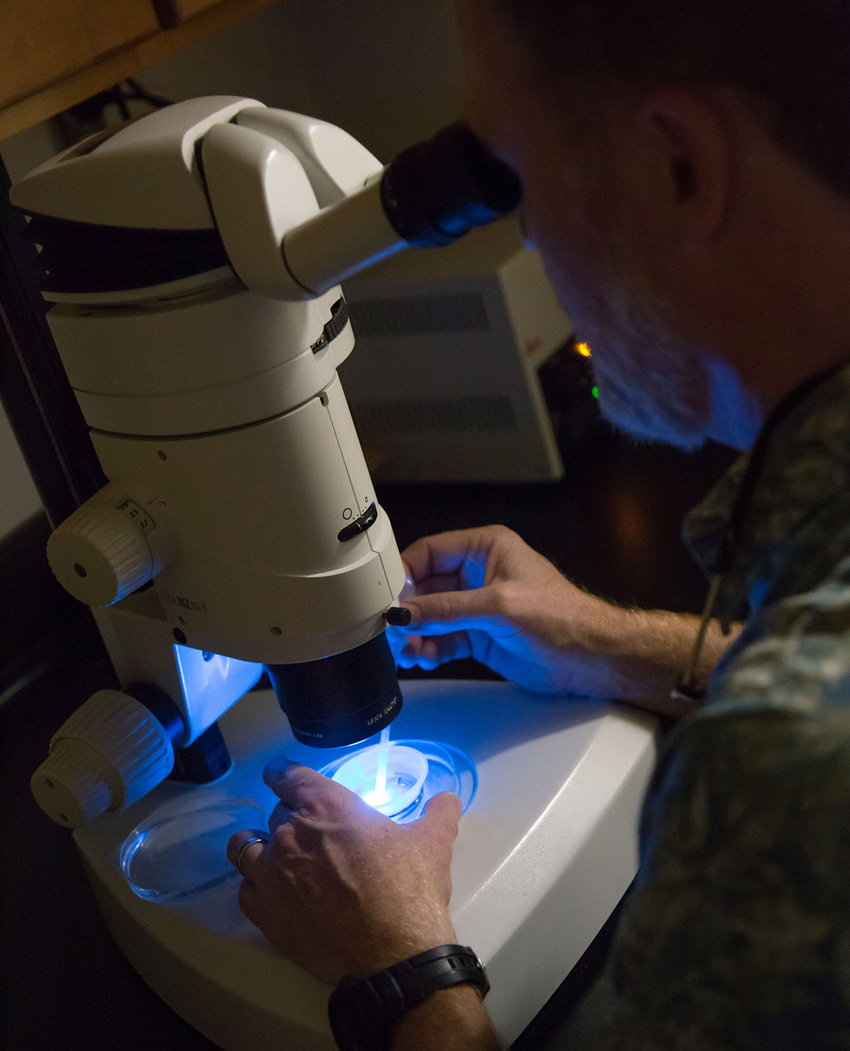 Bruce Draper examines zebrafish under a microscope equipped with an ultraviolet light to reveal fluorescent gonad tissues. David Slipher/UC Davis