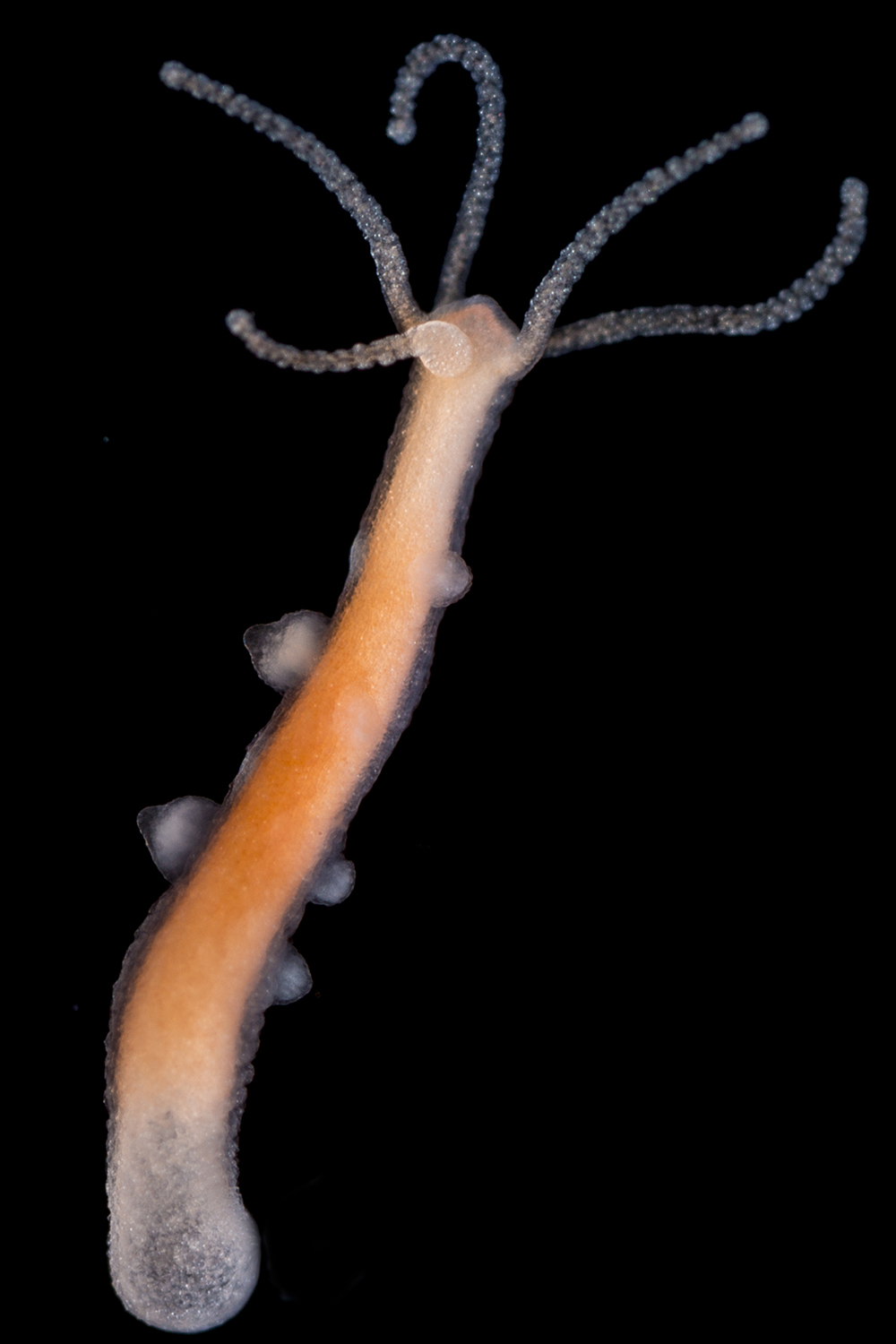 The lack of aging in Hydra, scientifically termed non-senescence, is due to the seemingly endless ability to regenerate stem cells. ﻿Stefan Siebert/Juliano Lab