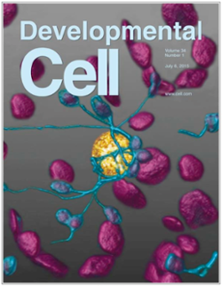 Dinesh-Kumar's work was selected for publication in the July 2015 edition of Developmental Cell. Credit: Developmental Cell