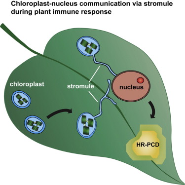 A graphical abstract illustrates the significance of stromules. Credit: Developmental Cell.