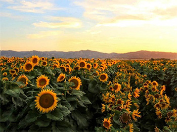 Harmer’s research shows how sunflowers use their circadian clock to anticipate the dawn and follow the sun across the sky during the day. Chris Nicolini/UC Davis