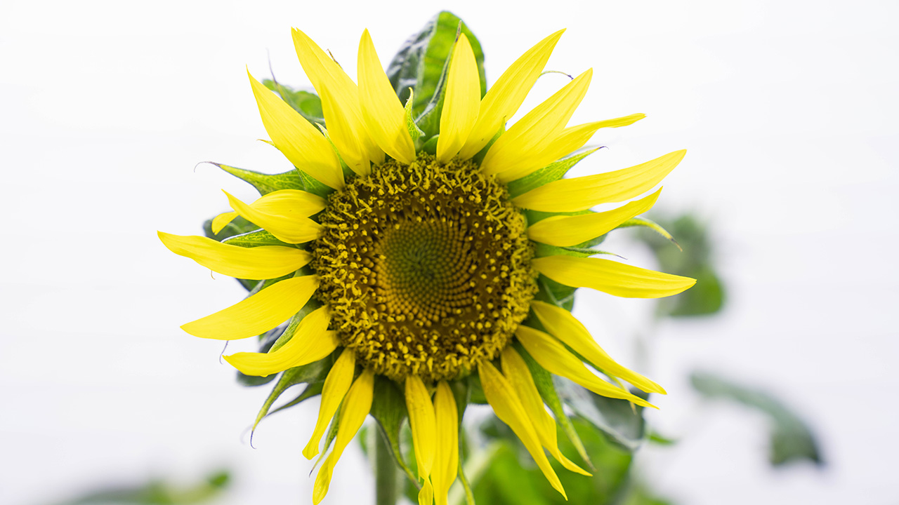 Closeup shot of a sunflower 