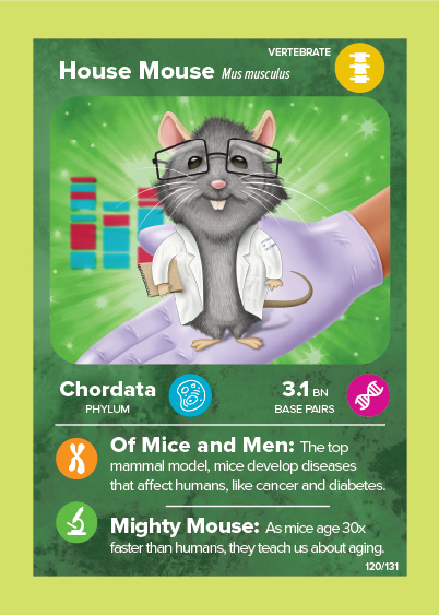 Mouse playing card