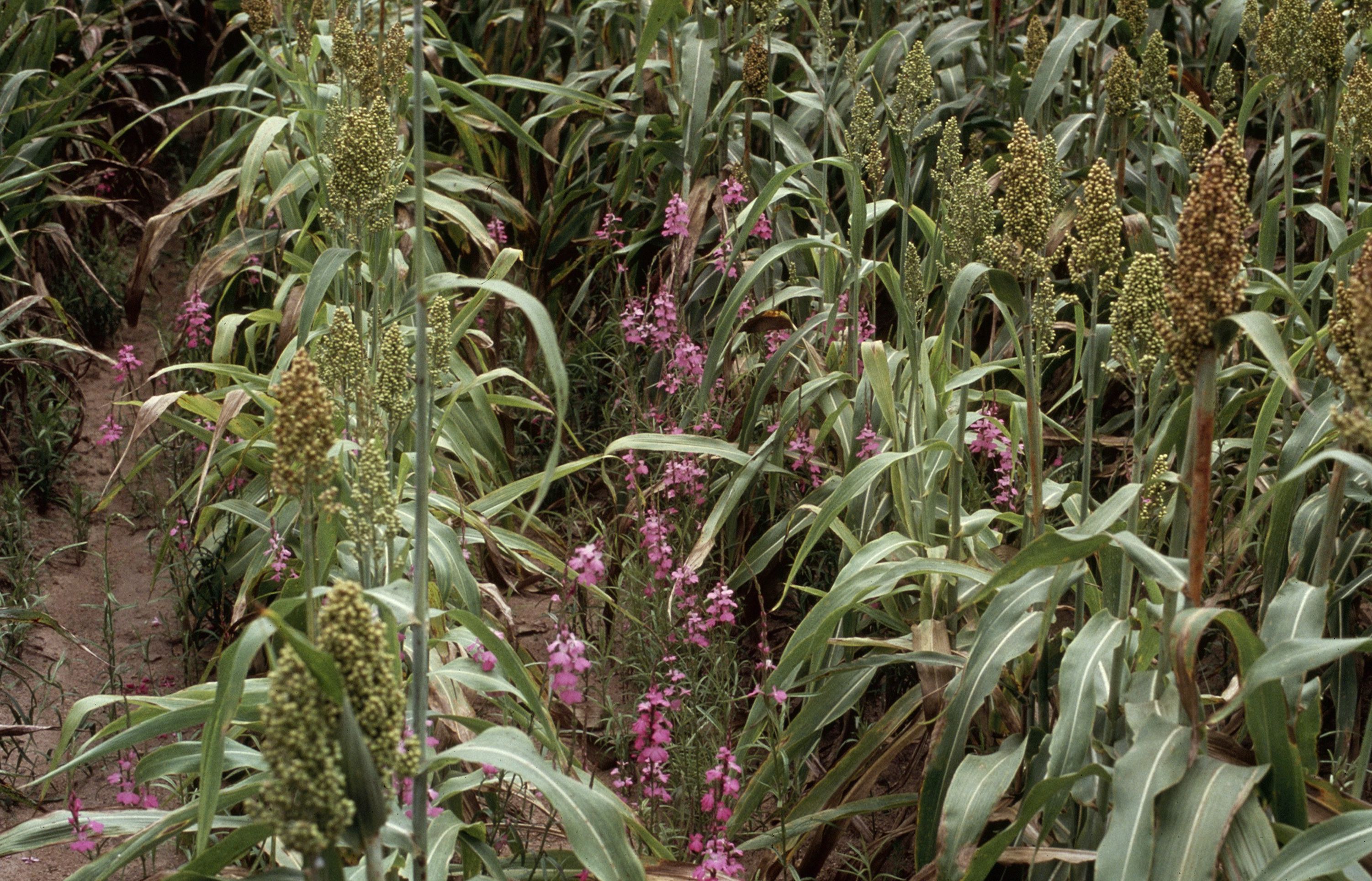 Sorghum, or broomcorn, is a staple crop in sub-Saharan Africa, but approximately 20% of annual yields are lost due to infections with witchweed (Striga hermonthica), a parasitic plant that steals nutrients and water by latching onto the plant’s roots. Pictured here, rows sorghum with Striga (purple). (USDA APHIS PPQ - Oxford, North Carolina, USDA APHIS PPQ, Bugwood.org / Wikimedia)