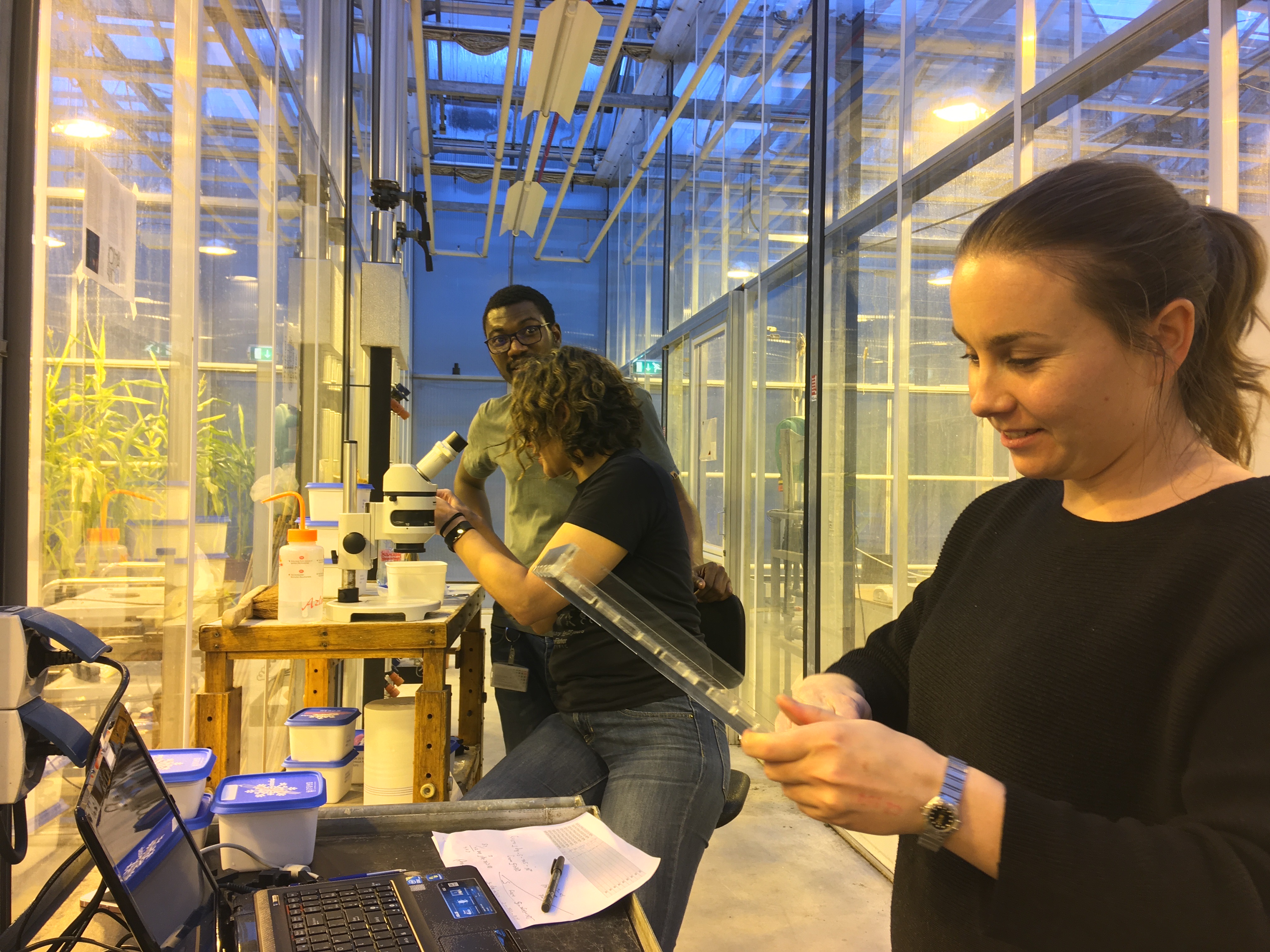 Dorota Kawa (front, right), Siobhan Brady (seated at microscope), and coauthor Benjamin Thiombiano processing witchweed-infected sorghum samples in a University of Amsterdam laboratory, where the team conducted initial experiments. (Kaisa Kajala / Utrecht University) 