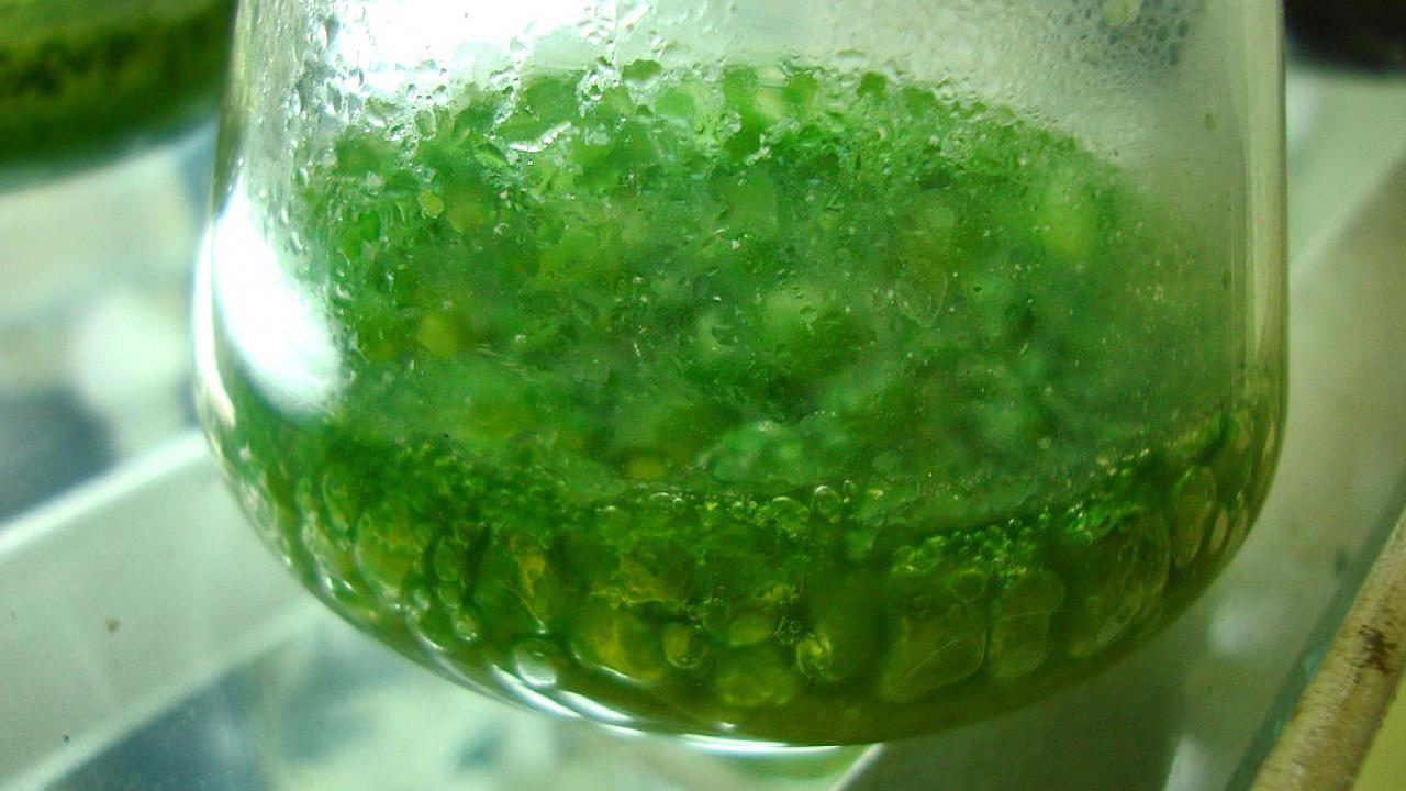 The pigments responsible for the blue-green color of cyanobacteria enable phytochromes in plants to sense light. Joydeep via Wikimedia