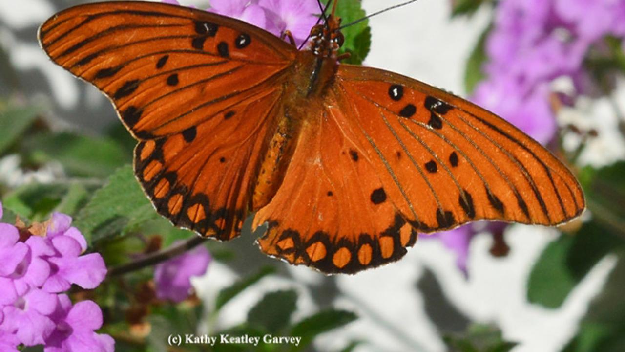The Gulf Fritillary is a subtropical butterfly that expanded its range into the Davis-Sacramento Valley in the past decade and seems to have done extremely well during the drought years. Kathy Keatley Garvey