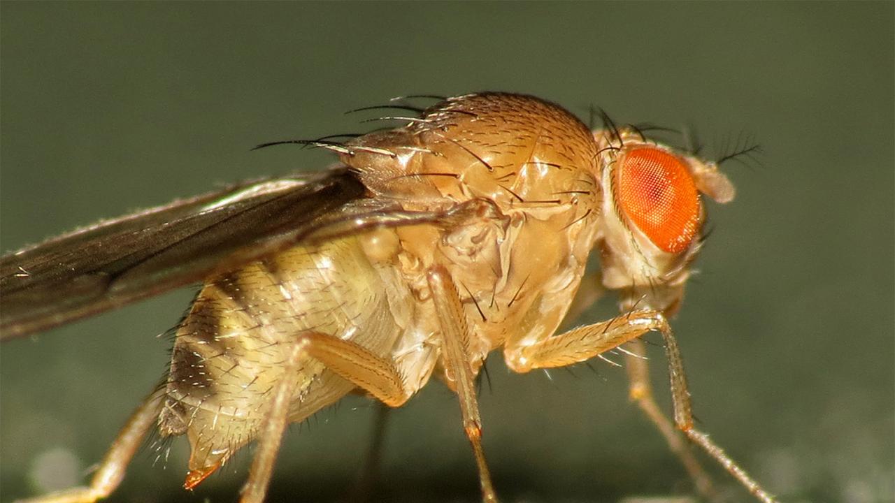 Genomic tools may help provide some fundamental predictability regarding adaptive evolution in fruit flies. Martin Cooper
