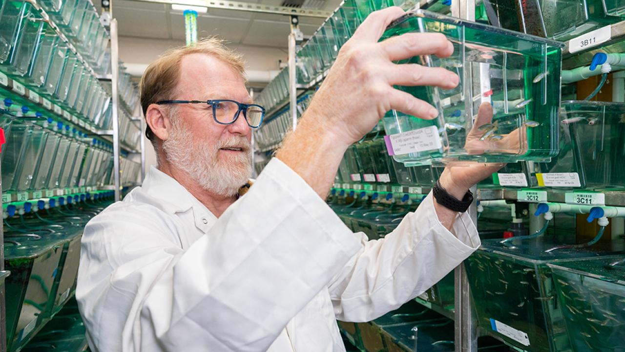 Bruce Draper, a professor of molecular and cellular biology, and colleagues have discovered that immune cells can remodel the ovaries into sperm-producing testes in zebrafish (Danio rerio). (TJ Ushing / UC Davis)