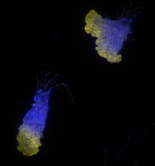 Blue and yellow neutrophil cells on a black background.