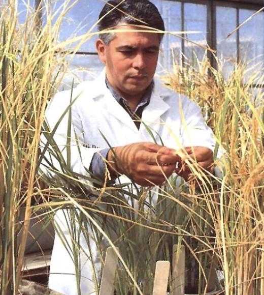 Ray Rodriguez and rice plants