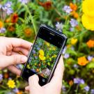 Phone and flowers