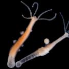 Hydra, which measure just millimeters in length, are studied by biologists for their regenerative capabilities and uncharacteristic longevity. Stefan Siebert/Juliano Lab