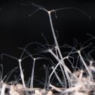 Closeup image of hydra vulgaris against black background