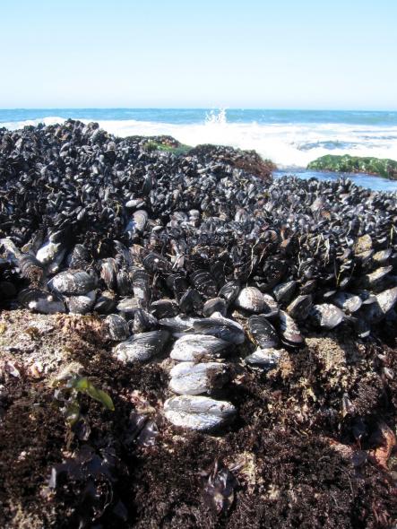 Mussel beds at Bodega Marine Reserve (Photo: Laura Jurgens)