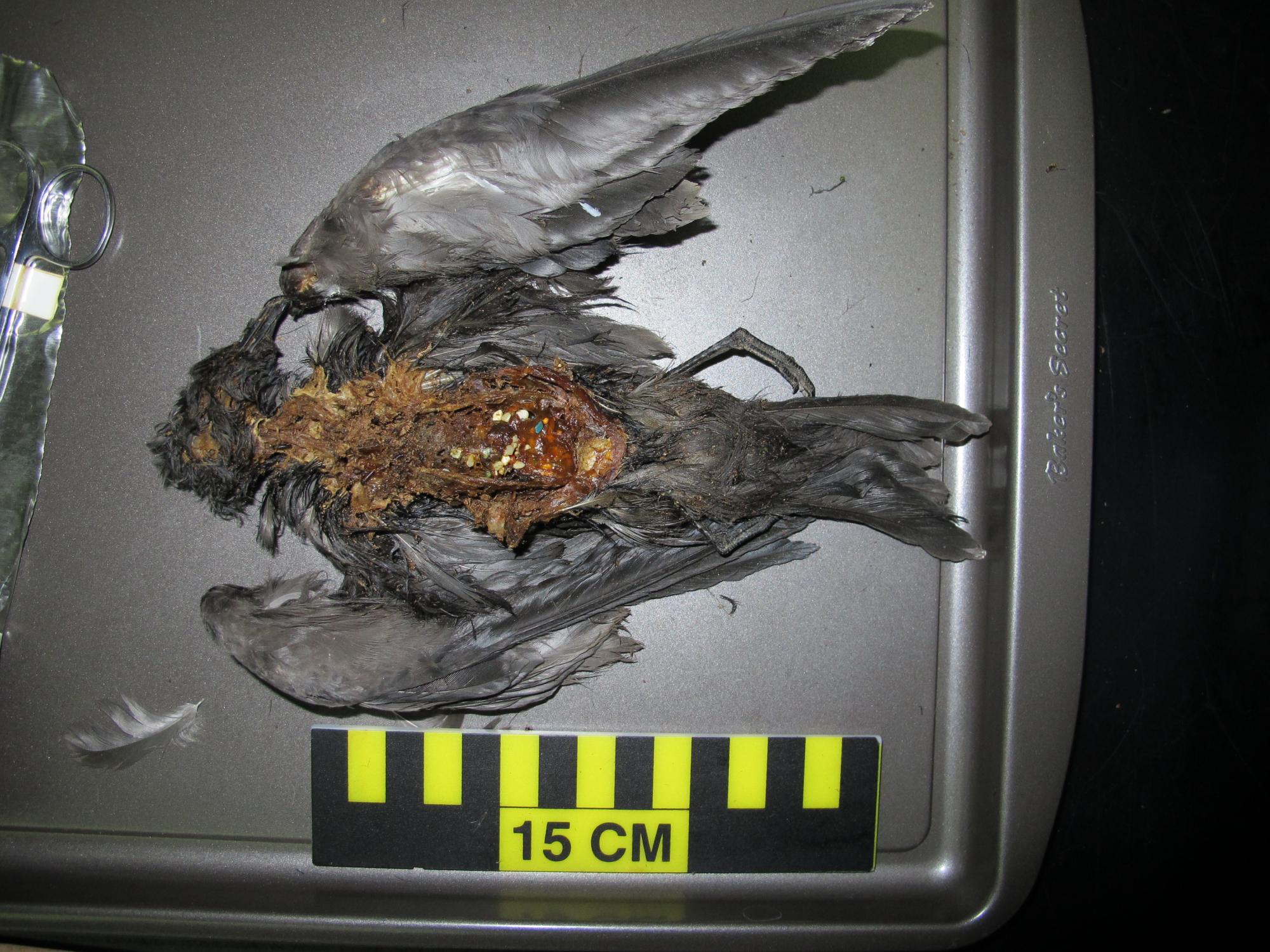 Many seabirds, like this Tristram’s storm-petrel, mistake tiny plastic particles for food, and the effects can be fatal. Credit: Sarah Youngren