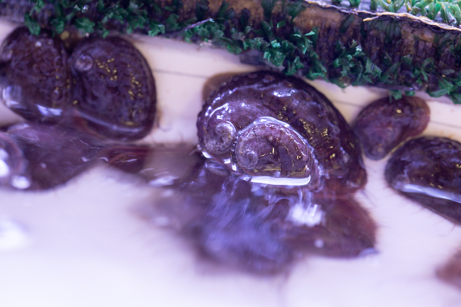A group of abalone in a tub