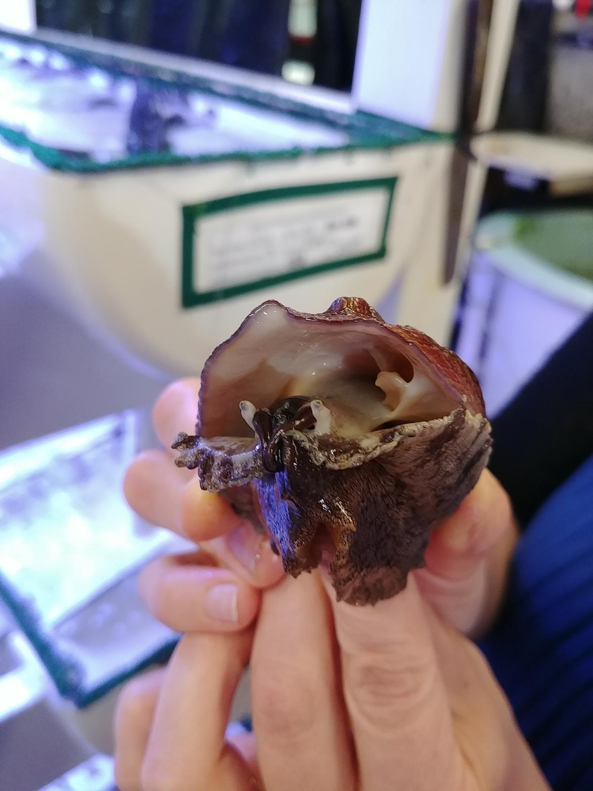 A white abalone emerges from its shell