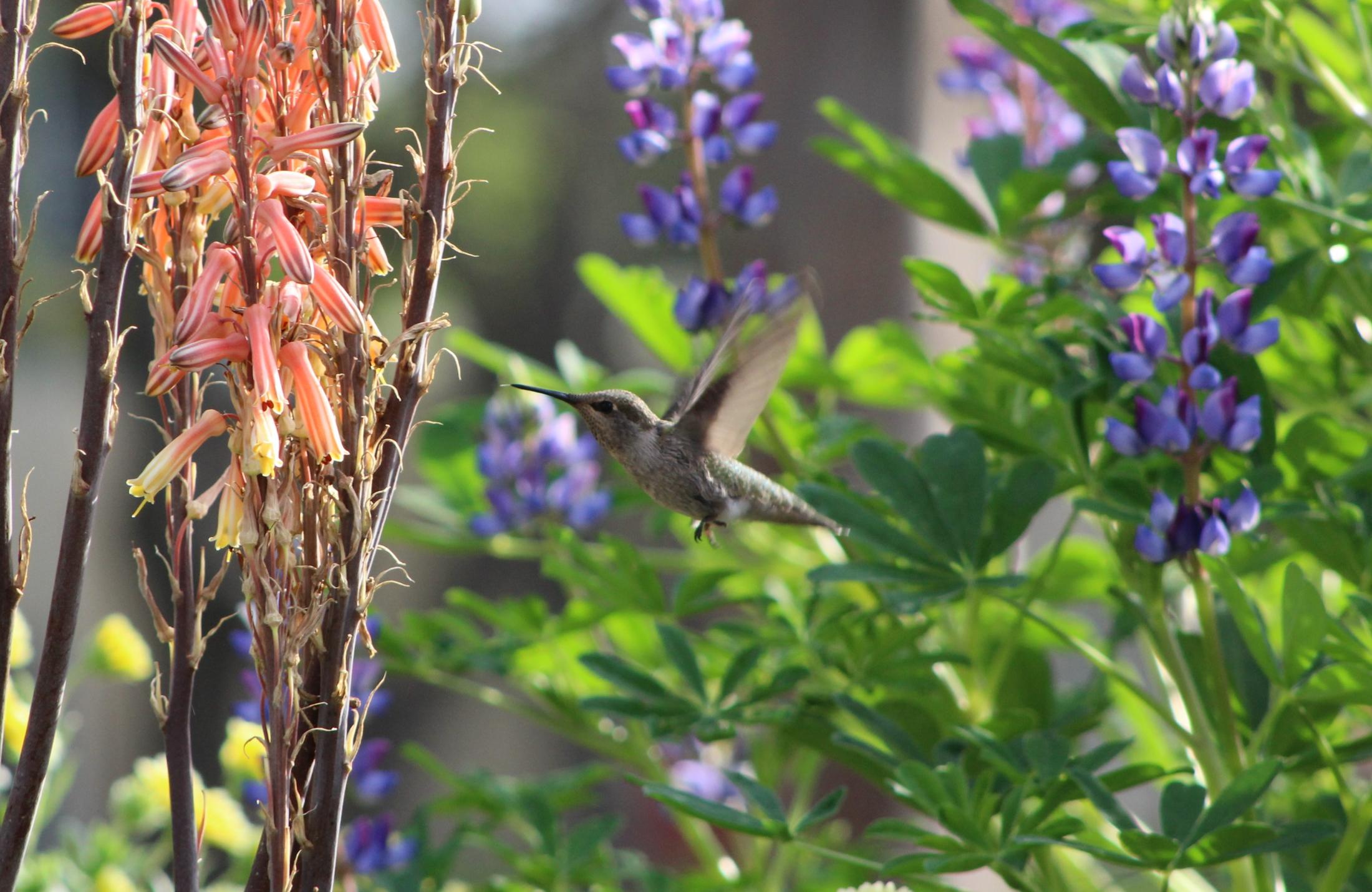 Hummingbird 