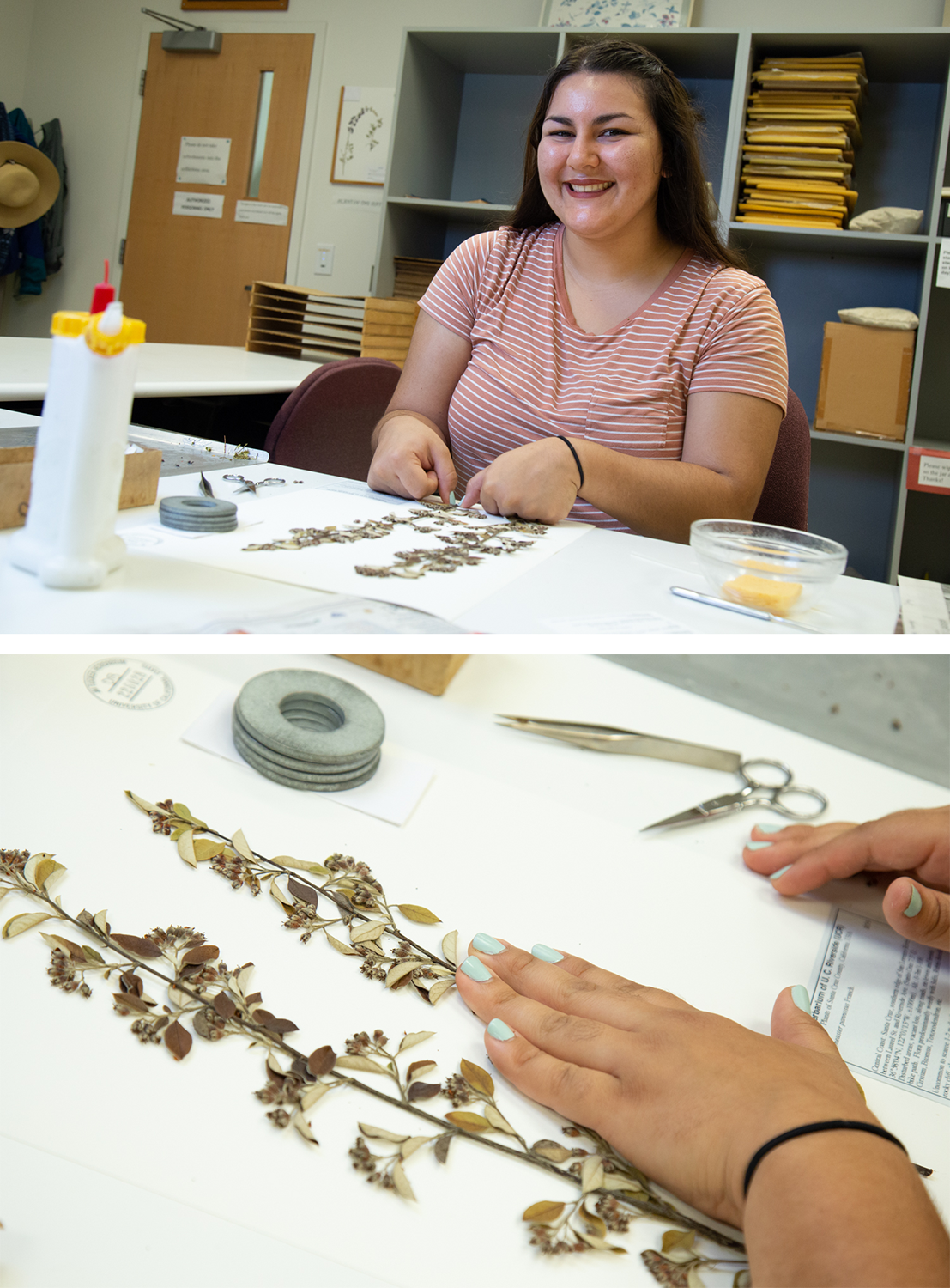 Sarina Rodriguez glues a sample to card paper to prepare it for the plant archives.