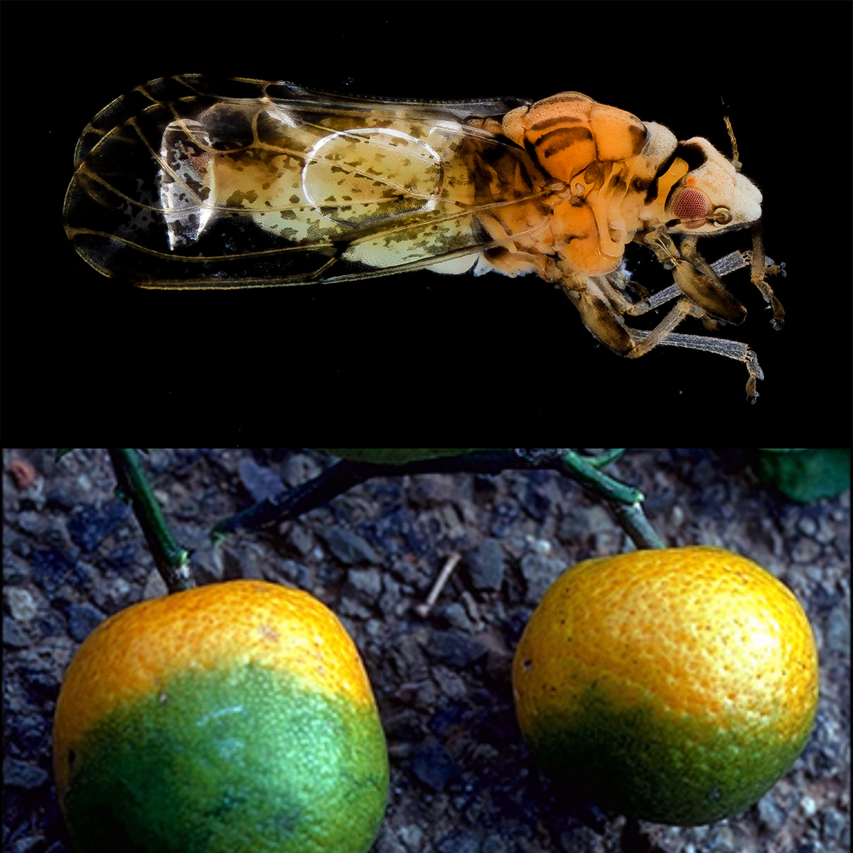 Citrus greening and infected fruit