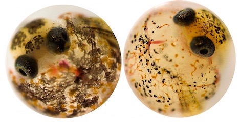 Embryos from resistant (left) and sensitive (right) populations of Gulf killifish