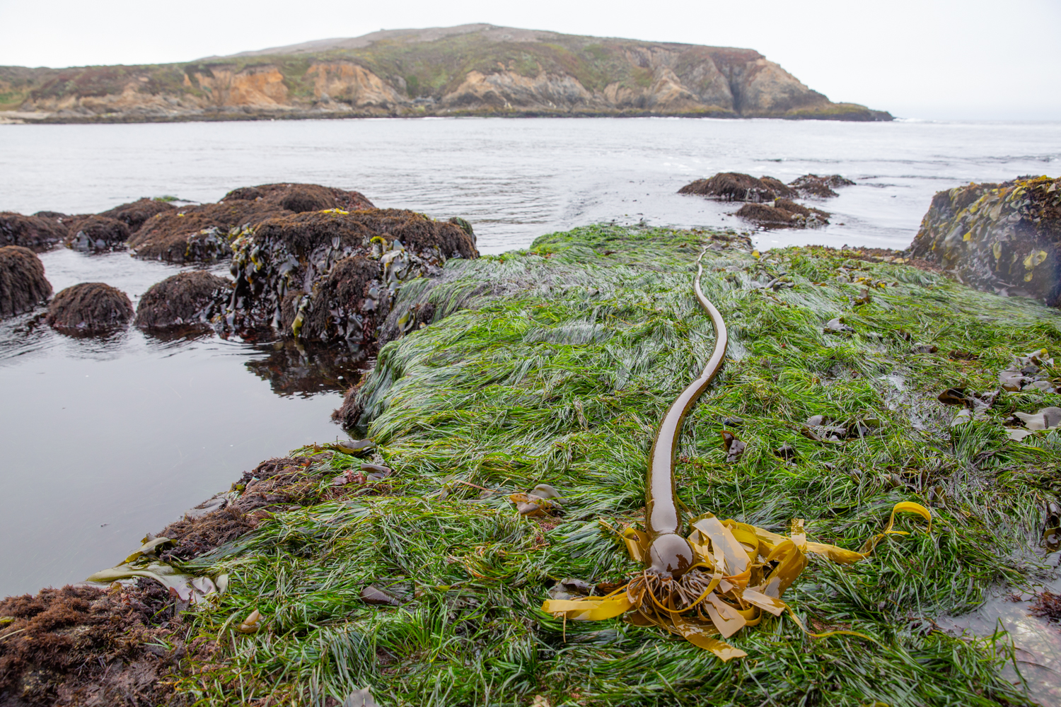 A seagrass bed in Horseshoe Cove