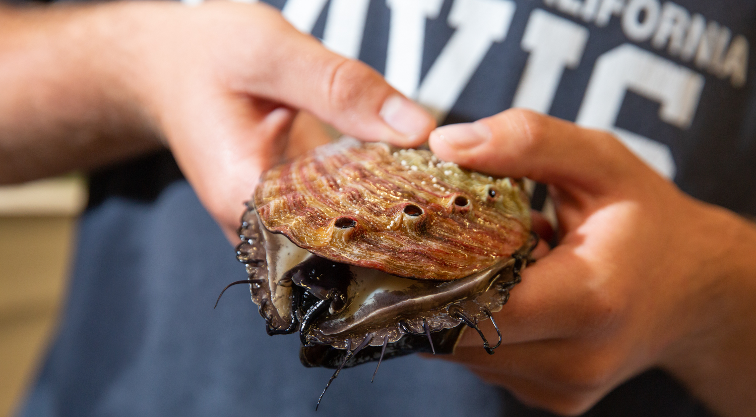 A red abalone