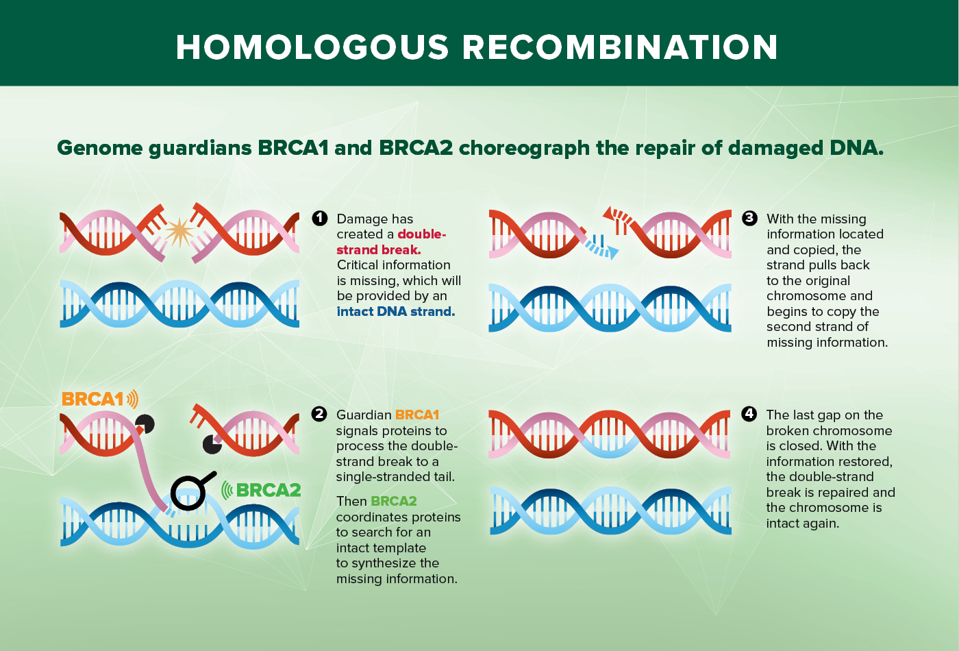 Homologous Recombination Diagram - UC Davis