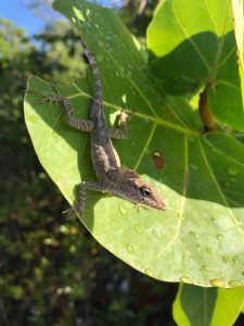Hurricane Study Shows Natural Selection in Lizards | College ...
