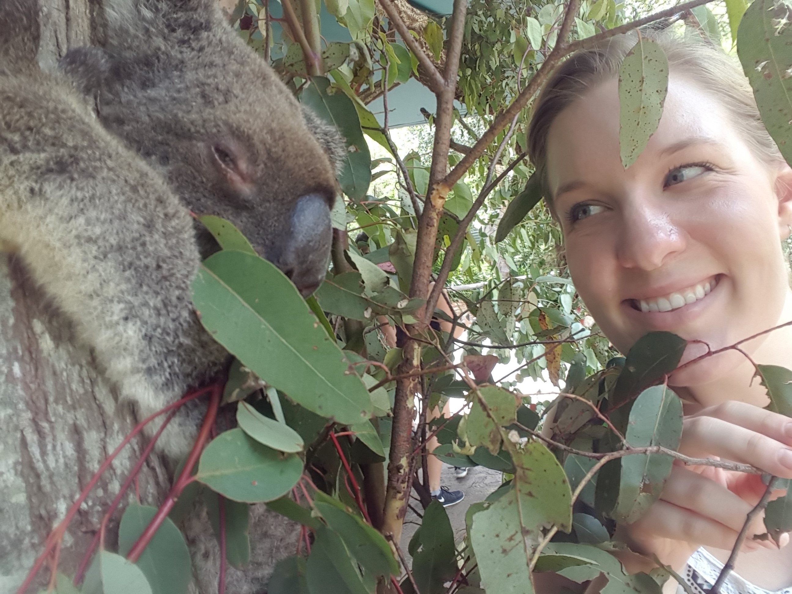 Dahlhausen and a koala