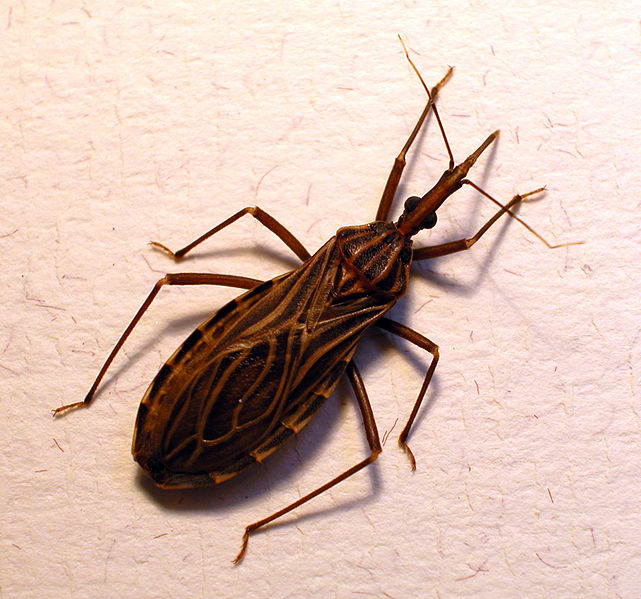 Kissing bug