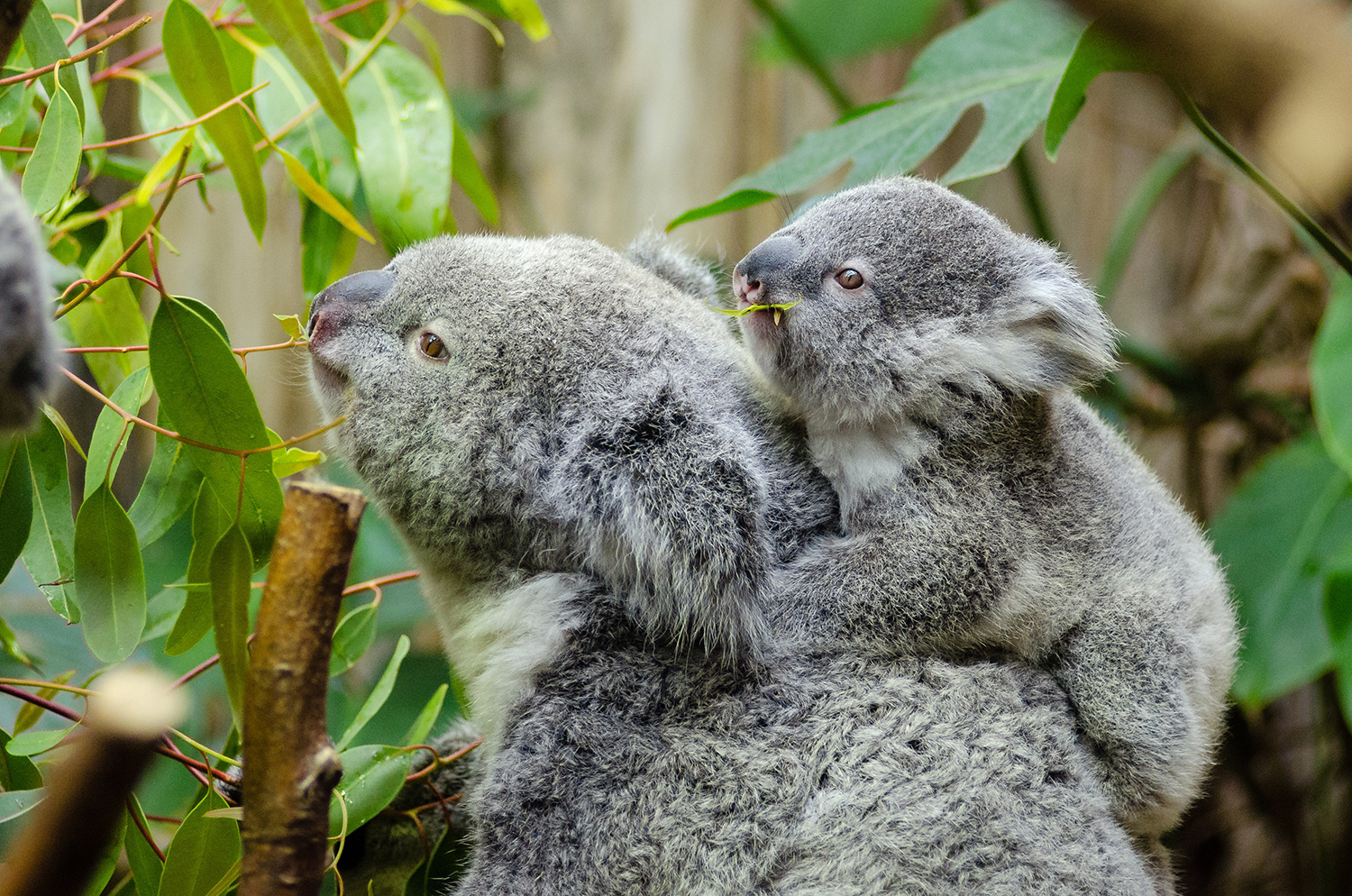 Koala and a cub