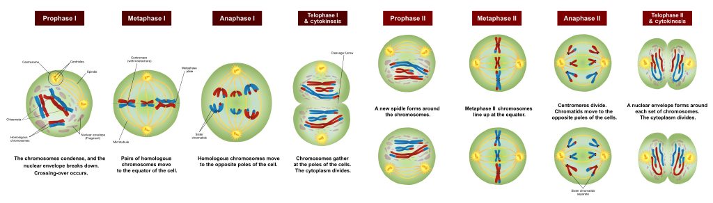 The stages of meiosis. Early on (prophase I) chromosomes form a few crossovers to exchange DNA. The process is controlled by proteins including SUMO and ubiquitin. Image: Ali Zifan, via Wikimedia Commons.