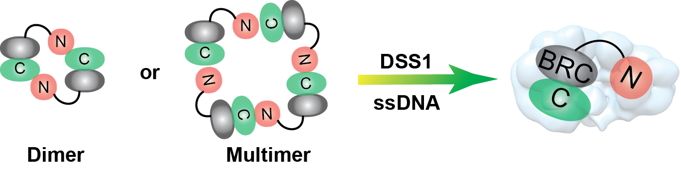DSS1 and ssDNA interaction