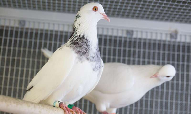 Two rock doves perch inside a cage