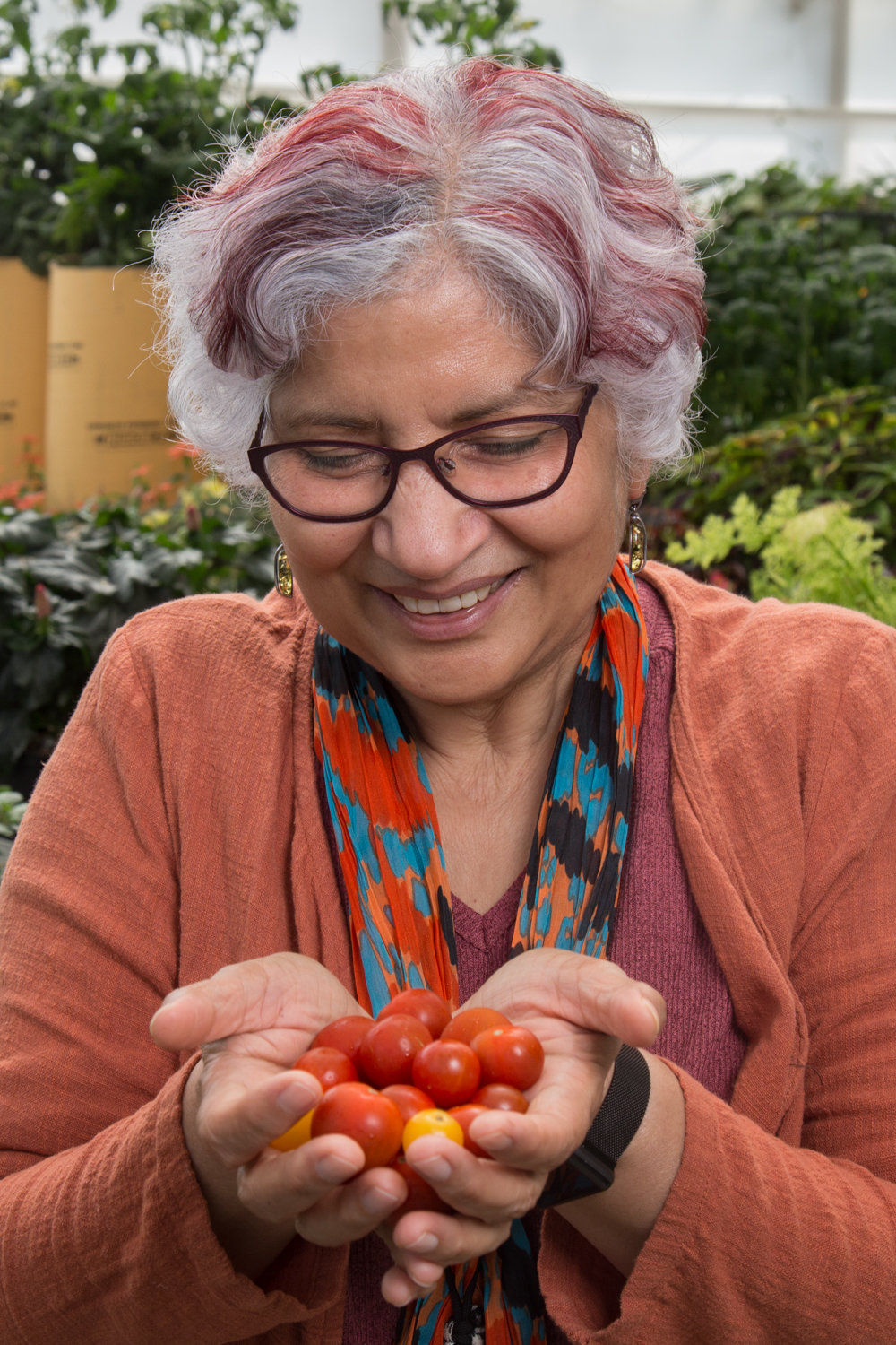 Professor Neelima Sinha holds an appointment in the Department of Plant Biology and is the group chair of the Plant Biology Graduate Group. David Slipher/UC Davis