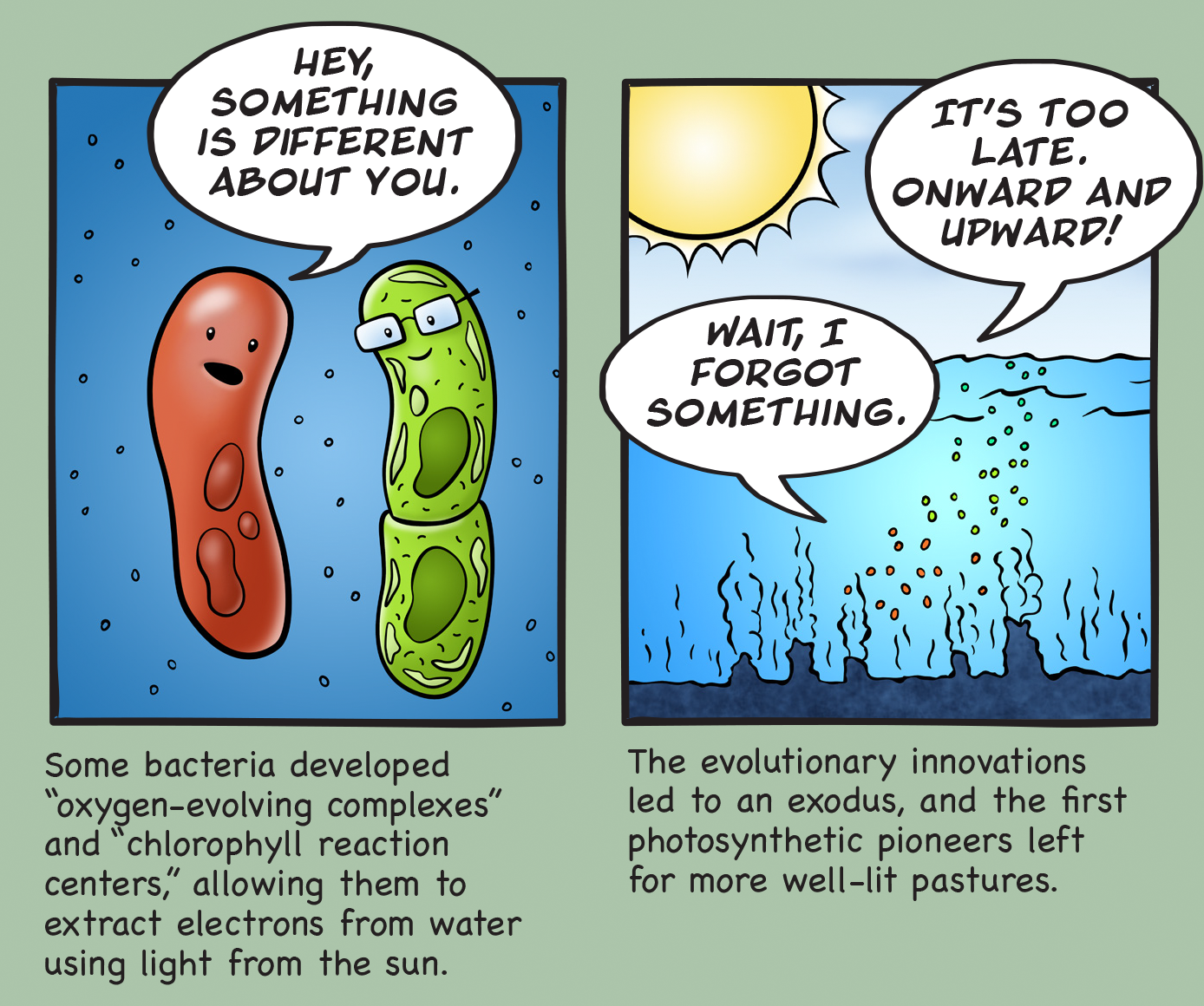 Some bacteria developed "oxygen-evolving complexes" and "chlorophyll reaction centers," allowing them to extract electrons from water using light from the sun. The evolutionary innovations led to an exodus, and the first photosynthetic pioneers left for more well-lit pastures.