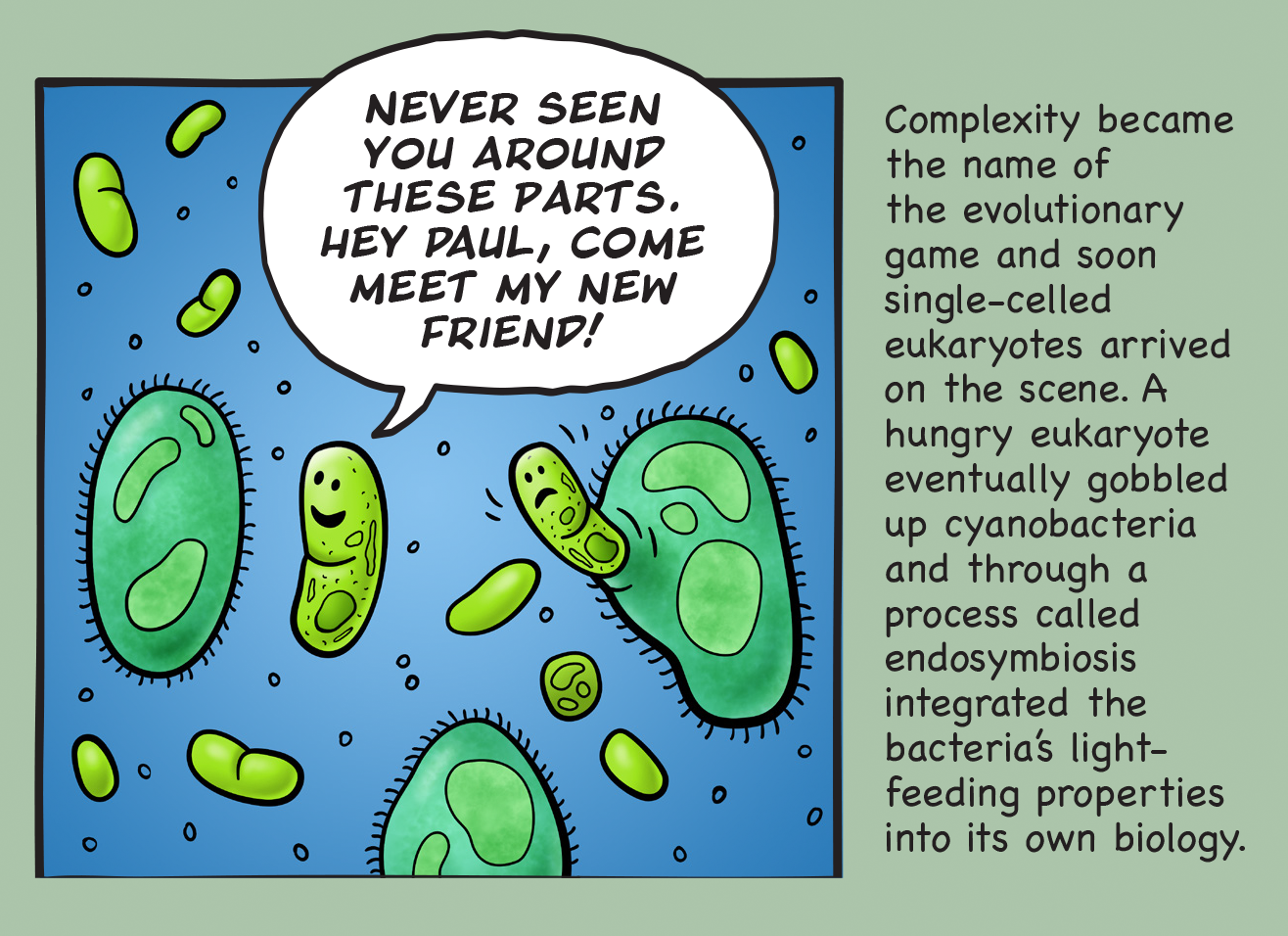 Complexity became the name of the evolutionary game and soon single-celled eukaryotes arrived on the scene. A hungry eukaryote eventually gobbled up cyanobacteria and through a process called endosymbiosis integrated the bacteria's light-feeding properties into its own biology