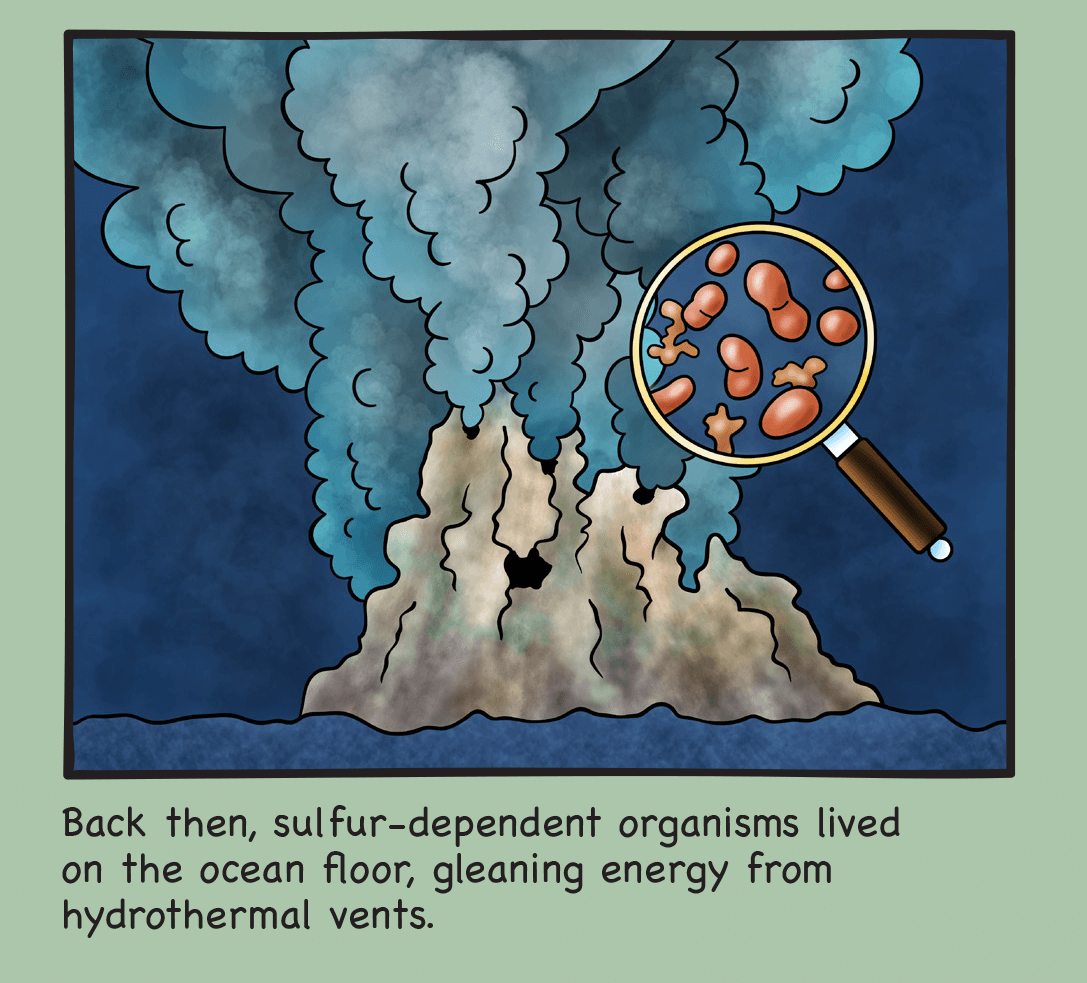 Back then, sulfur-dependent organisms lived on the ocean floor, gleaning energy from hydrothermal vents