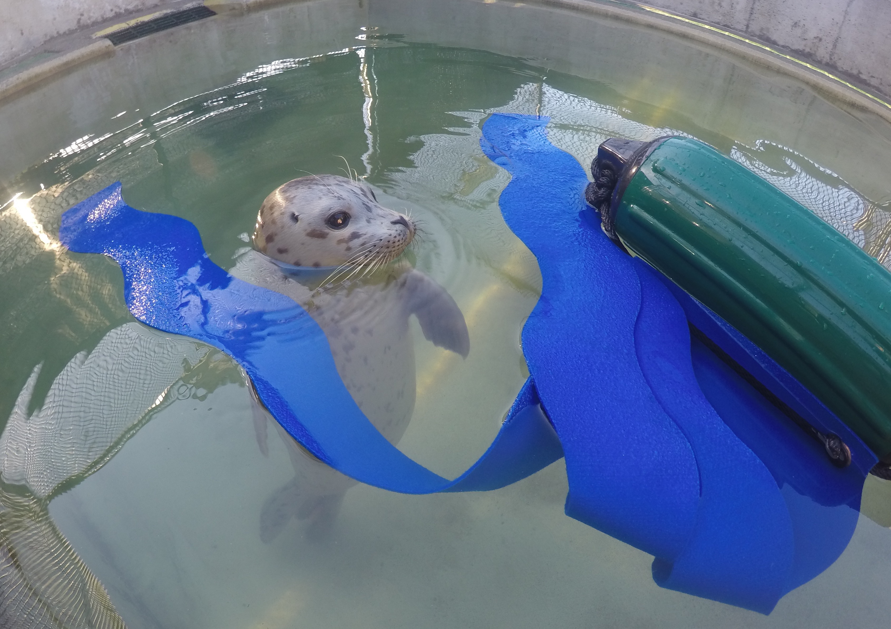 Seal floating in a pool