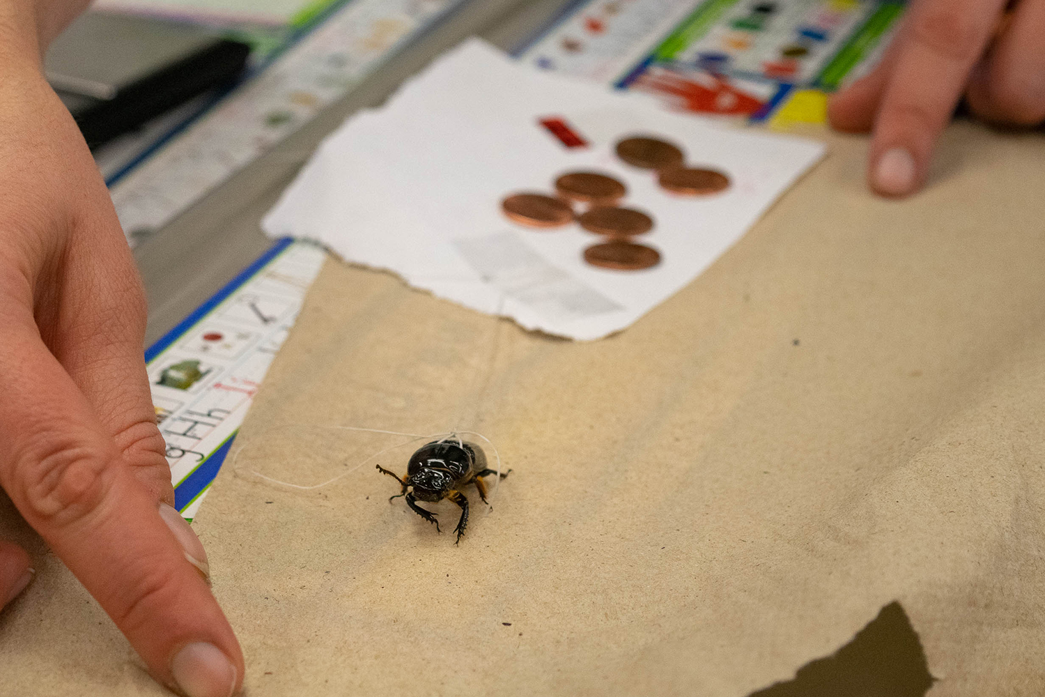 Beetle pulls pennies