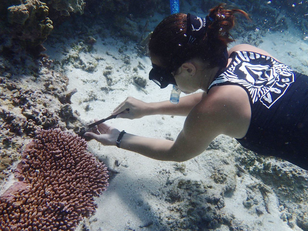 Rachael Bay dives near corals