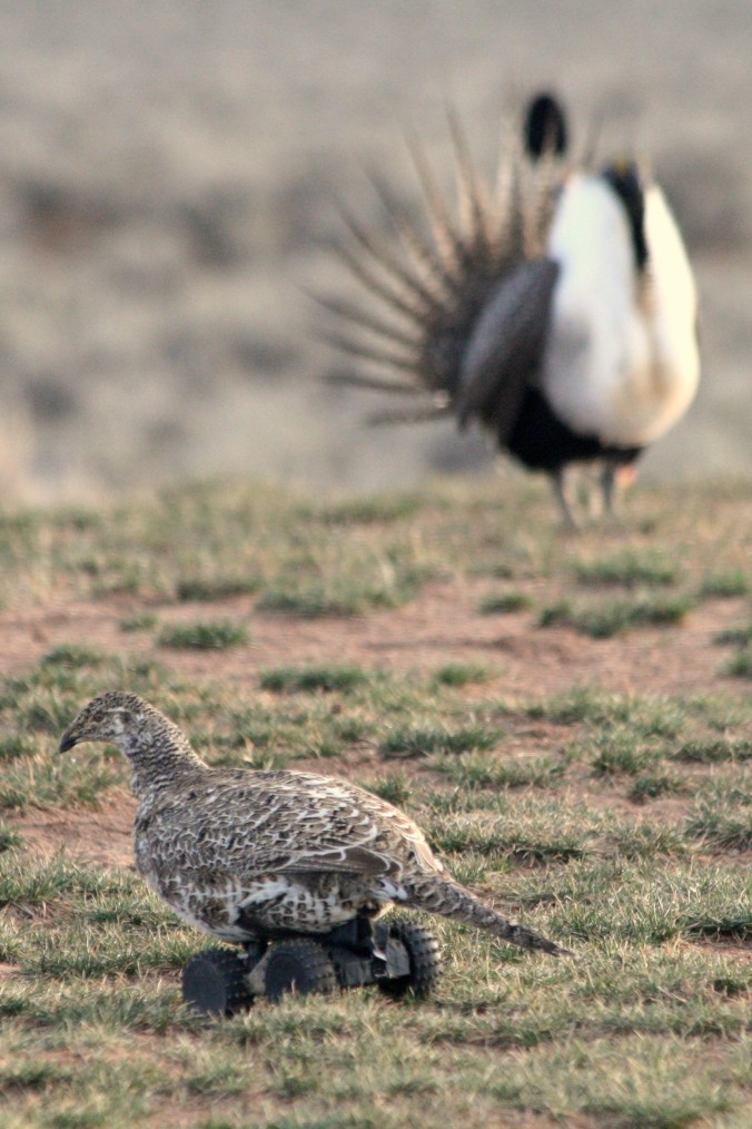 A 'fembot' decoy invites the opportunity to evaluate male sage-grouse courting responses. Credit: Gail Patricelli/UC Davis