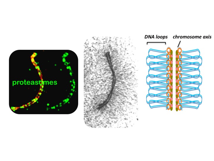 On the left, proteasomes (green) attach to the chromosome axis. The axis is a protein scaffold that allows DNA to form loops for crossovers to occur. Image: Neil Hunter