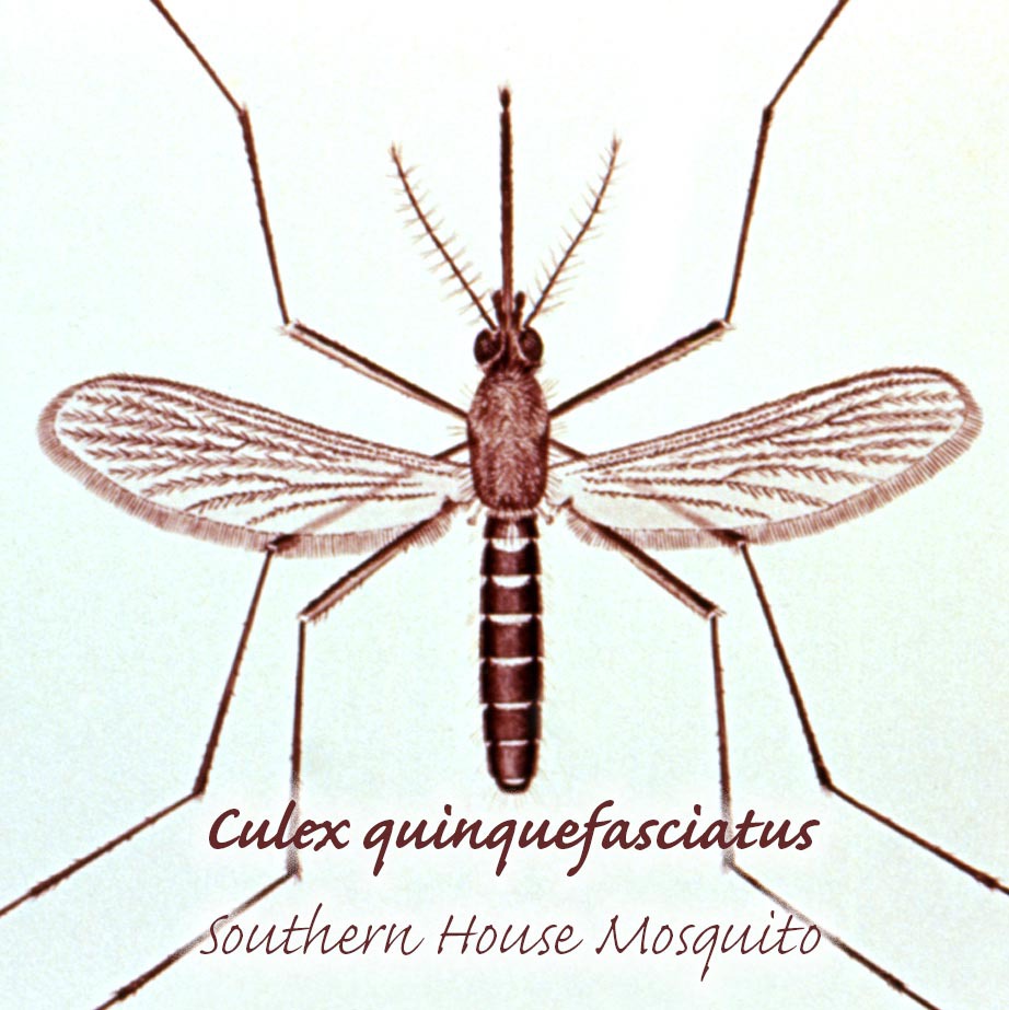 Southern house mosquito